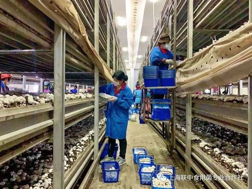 決戰60余日夜 戰疫大考中的金山民企餐飲服務力量